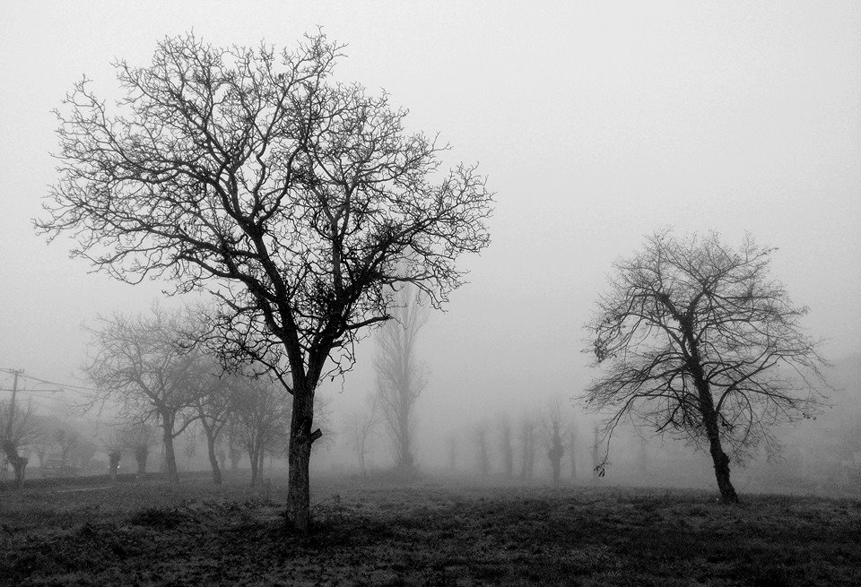 ködös táj fák fekete fehér